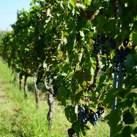 Masseria Spinale Wine *