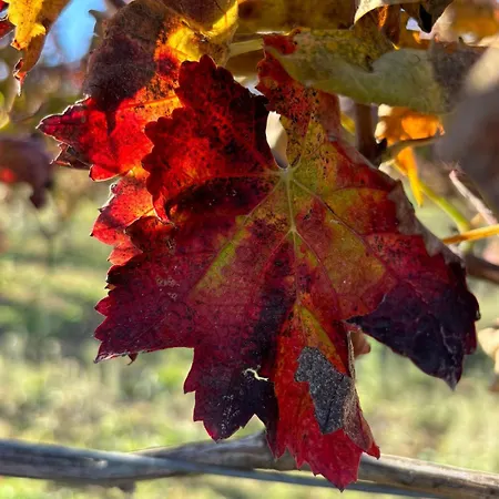 فندق Masseria Spinale Wine *